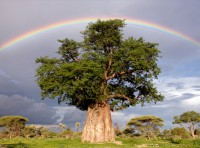 /album/a4baobabs/rainbow-baobab-tree-joubert-1011931-xl-jpg/